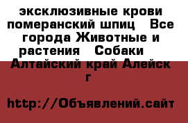 эксклюзивные крови-померанский шпиц - Все города Животные и растения » Собаки   . Алтайский край,Алейск г.